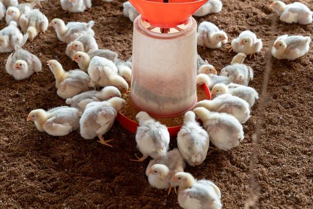 Poultry feed