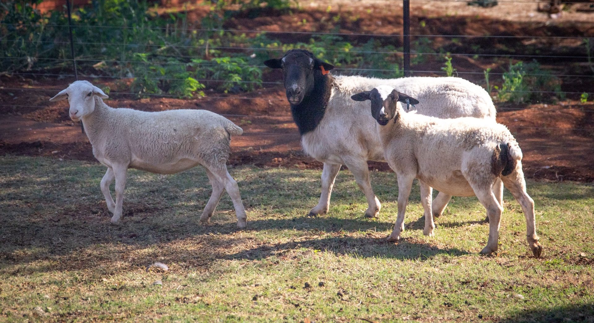 Dorper sheep